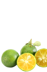 Calamansi balzsamecet