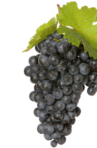 Montepulciano