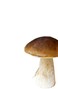 Erdei gomba tagliatelle tésztával