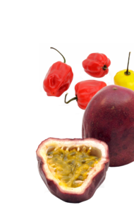 Samba Tropical